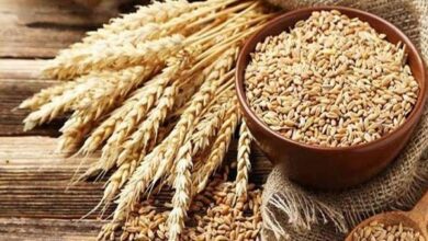 البنجاب تقر سعر شراء القمح للعام المقبل وتؤكد توافر احتياطيات كافية