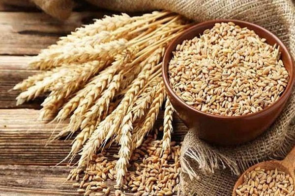 البنجاب تقر سعر شراء القمح للعام المقبل وتؤكد توافر احتياطيات كافية