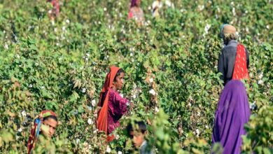 رمز العطاء وأساس الاقتصاد الباكستاني.. العالم يحتفل باليوم العالمي للقطن